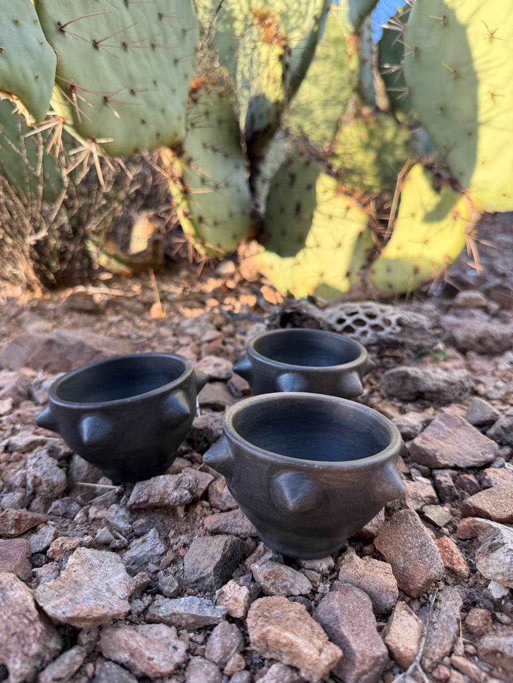 Pochote Mezcalero