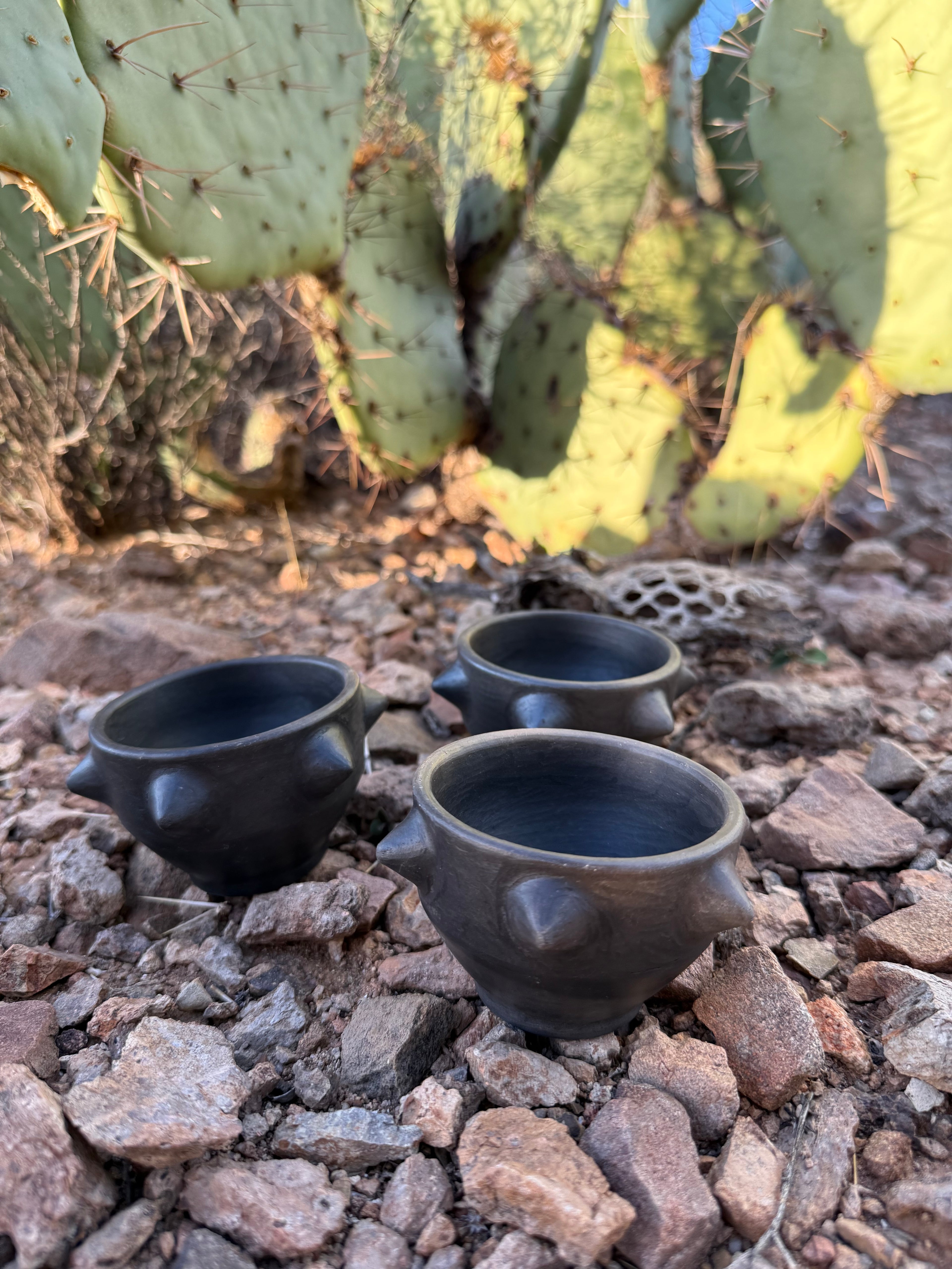 Pochote Mezcalero